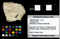 Foto (Objekt + Etiketten) von Decapoda indet. 